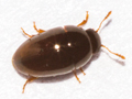 Olibrus liquidus